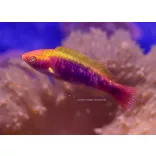 Cirrhilabrus lubbocki (Gyémánt tündér ajakoshal)