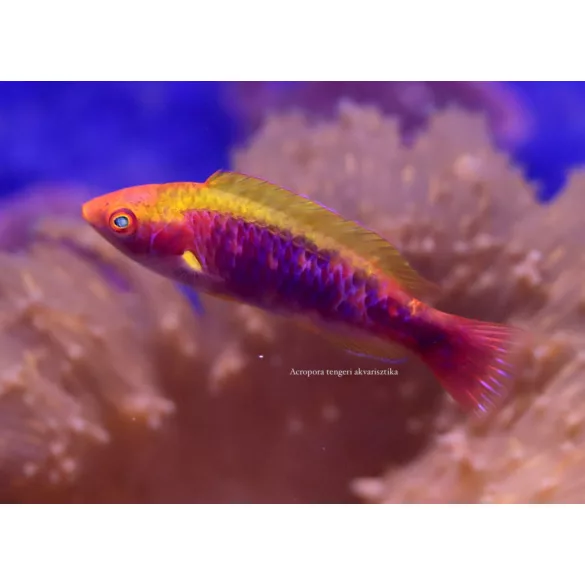 Cirrhilabrus lubbocki (Gyémánt tündér ajakoshal)