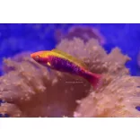 Cirrhilabrus lubbocki (Gyémánt tündér ajakoshal)