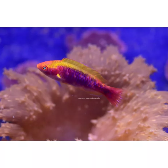 Cirrhilabrus lubbocki (Gyémánt tündér ajakoshal)