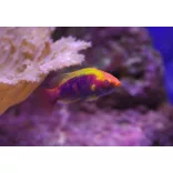 Cirrhilabrus lubbocki (Gyémánt tündér ajakoshal)