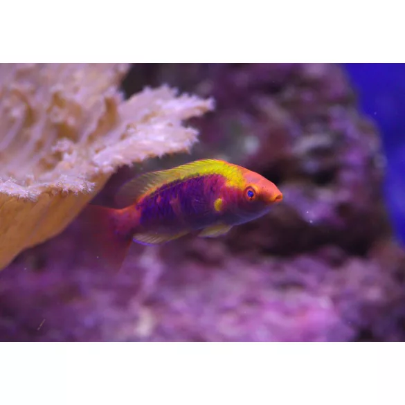 Cirrhilabrus lubbocki (Gyémánt tündér ajakoshal)