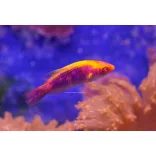 Cirrhilabrus lubbocki (Gyémánt tündér ajakoshal)