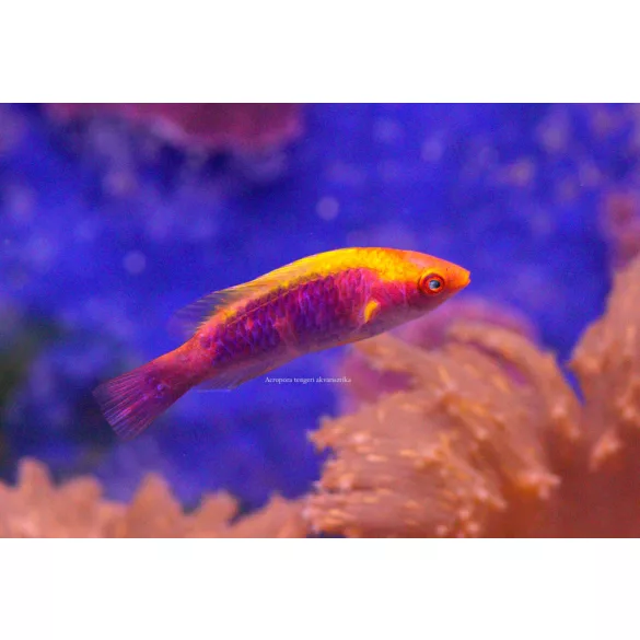 Cirrhilabrus lubbocki (Gyémánt tündér ajakoshal)
