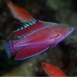 Paracheilinus cyaneus (Kék villantó ajakoshal)