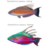 Paracheilinus cyaneus (Kék villantó ajakoshal)