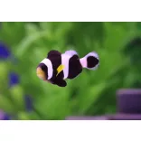 Amphiprion polymnus (Nyerges bohóchal)