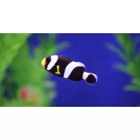 Amphiprion polymnus (Nyerges bohóchal)