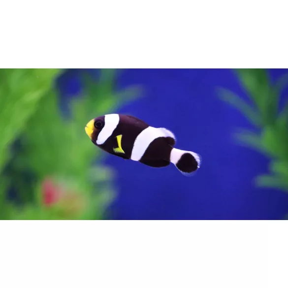 Amphiprion polymnus (Nyerges bohóchal)