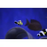 Amphiprion polymnus (Nyerges bohóchal)
