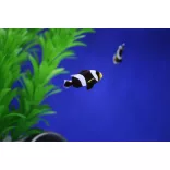 Amphiprion polymnus (Nyerges bohóchal)