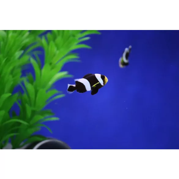 Amphiprion polymnus (Nyerges bohóchal)