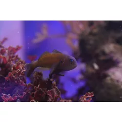 Gobiodon citrinus