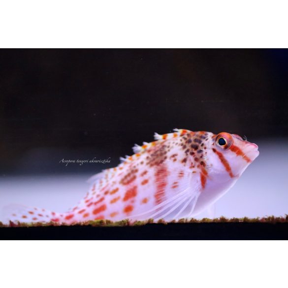 Cirrhitichthys oxycephalus (korallcsősz)