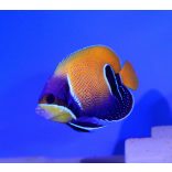 Pomacanthus navarchus (Kéköves császárhal)