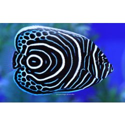 Pomacanthus imperator (Fenséges császárhal) Juvenile