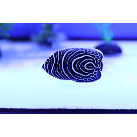 Pomacanthus imperator (Fenséges császárhal) Juvenile