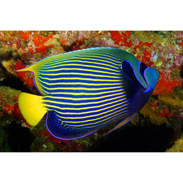 Pomacanthus imperator (Fenséges császárhal) Juvenile