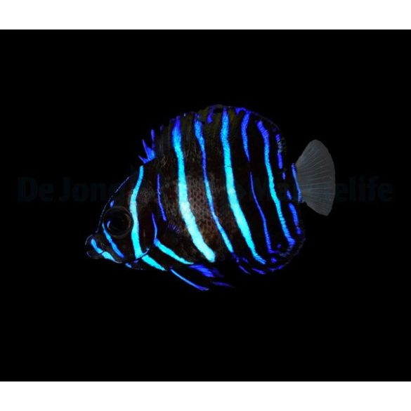 Pomacanthus navarchus (Kéköves császárhal)