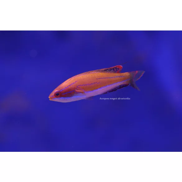 Paracheilinus mccoskeri  (McCosker villantó ajakoshal)