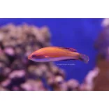 Paracheilinus mccoskeri  (McCosker villantó ajakoshal)