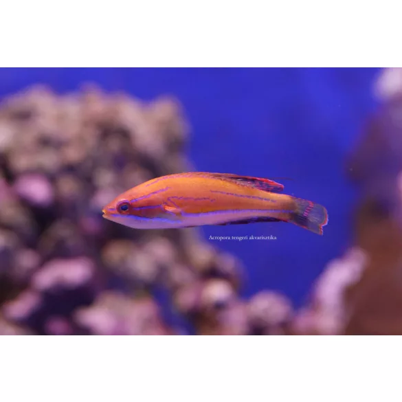 Paracheilinus mccoskeri  (McCosker villantó ajakoshal)