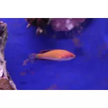 Paracheilinus mccoskeri  (McCosker villantó ajakoshal)