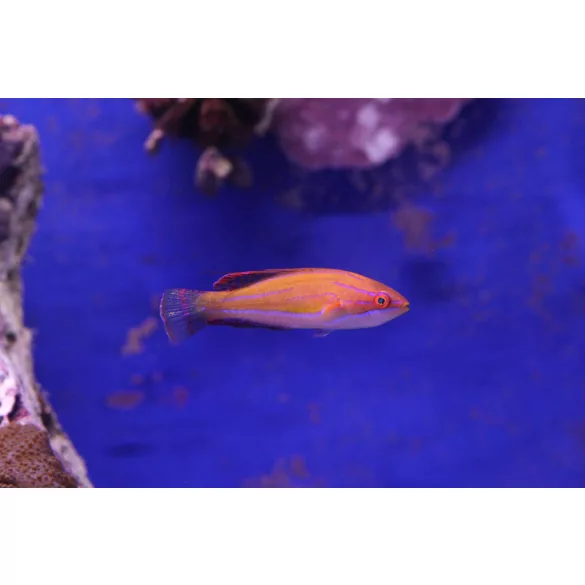 Paracheilinus mccoskeri  (McCosker villantó ajakoshal)