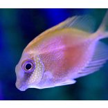 Siganus corallinus (Pöttyös Rókapofa)