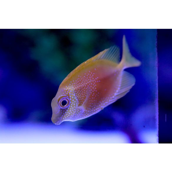 Siganus corallinus (Pöttyös Rókapofa)