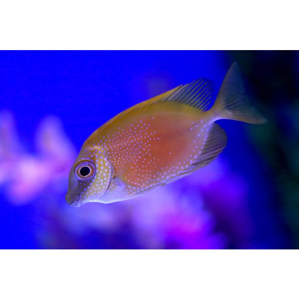 Siganus corallinus (Pöttyös Rókapofa)