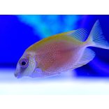 Siganus corallinus (Pöttyös Rókapofa)