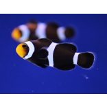 Amphiprion ocellaris black (fekete bohóchal)
