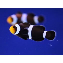 Amphiprion ocellaris black (fekete bohóchal)