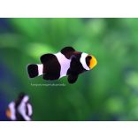 Amphiprion ocellaris black (fekete bohóchal)