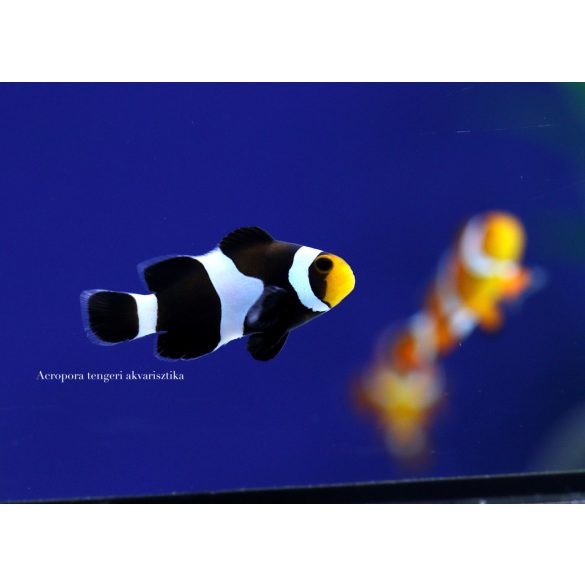 Amphiprion ocellaris black (fekete bohóchal)
