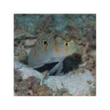 Amblyeleotris randalli (Szimbionta géb)