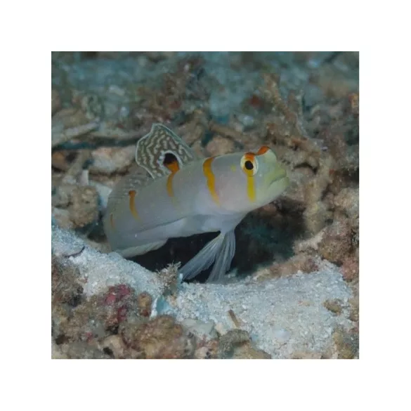 Amblyeleotris randalli (Szimbionta géb)