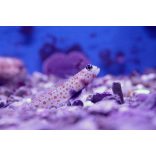 Amblyeleotris guttata - narancspöttyös géb