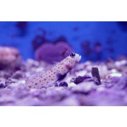 Amblyeleotris guttata - narancspöttyös géb