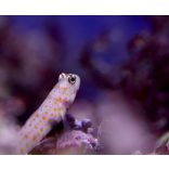 Amblyeleotris guttata - narancspöttyös géb