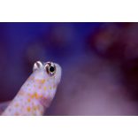 Amblyeleotris guttata - narancspöttyös géb