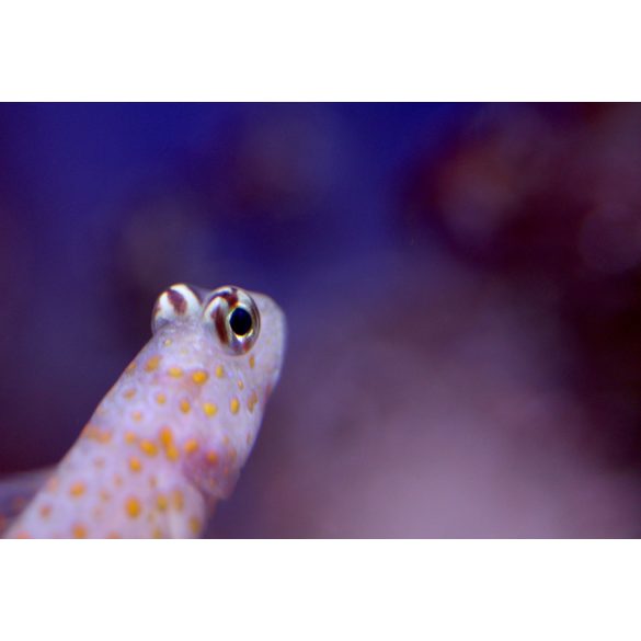 Amblyeleotris guttata - narancspöttyös géb