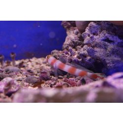 Amblyeleotris aurora (szimbionta géb)