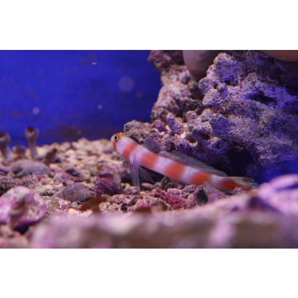 Amblyeleotris aurora (szimbionta géb)