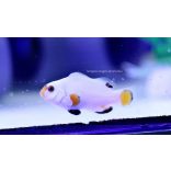 Amphiprion Platinum ( percula designer bohóchal)