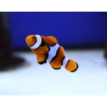 Amphiprion percula (bohóchal)