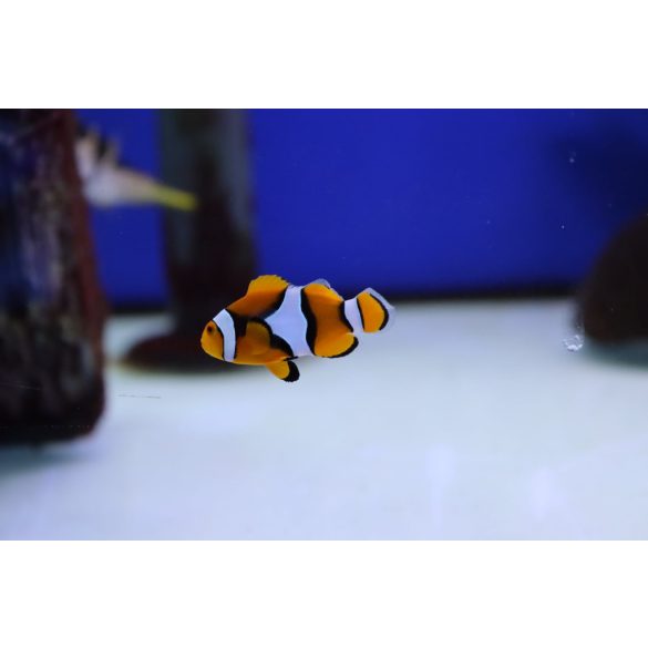 Amphiprion percula (bohóchal)