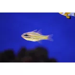 Ostorhinchus cyanosoma (Aranysávos kardinálishal)