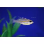 Ostorhinchus cyanosoma (Aranysávos kardinálishal)